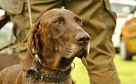 wye niemiecki, spinone italiano