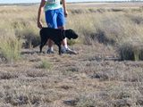 wye niemiecki, spinone italiano