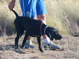 wye niemiecki, spinone italiano