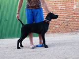 wye niemiecki, spinone italiano