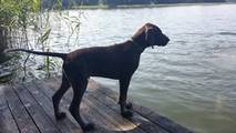 wye niemiecki, spinone italiano