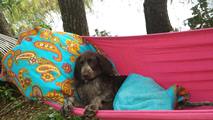 wye niemiecki, spinone italiano
