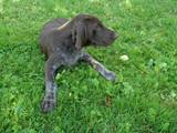 wye niemiecki, spinone italiano