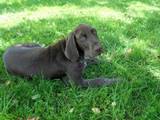 wye niemiecki, spinone italiano