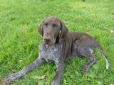 wye niemiecki, spinone italiano