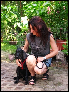 wye niemiecki, spinone italiano