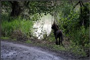 wye niemiecki, spinone italiano