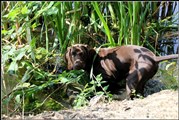 wye niemiecki, spinone italiano