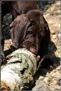 wye niemiecki, spinone italiano
