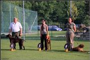 wye niemiecki, spinone italiano