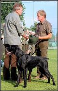 wye niemiecki, spinone italiano