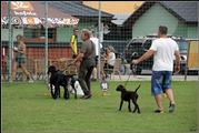 wye niemiecki, spinone italiano