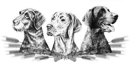 wye niemiecki, spinone italiano