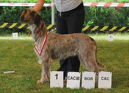 wye niemiecki, spinone italiano
