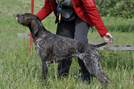 wye niemiecki, spinone italiano
