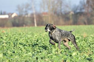 wye niemiecki, spinone italiano