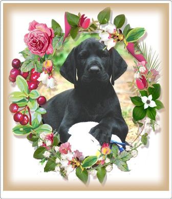wye niemiecki, spinone italiano