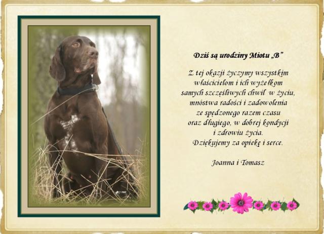 wye niemiecki, spinone italiano