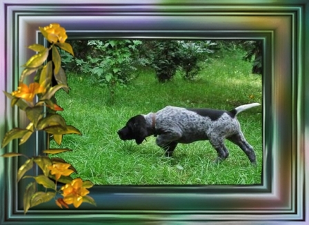 wye niemiecki, spinone italiano