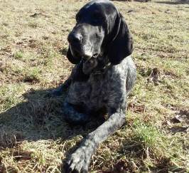 wye niemiecki, spinone italiano