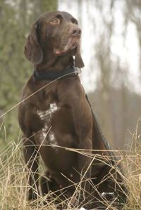 wye niemiecki, spinone italiano