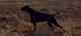 wye niemiecki, spinone italiano