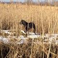 wye niemiecki, spinone italiano