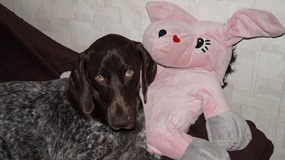 wye niemiecki, spinone italiano