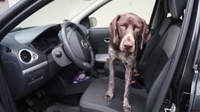 wye niemiecki, spinone italiano