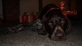 wye niemiecki, spinone italiano