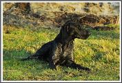 wye niemiecki, spinone italiano
