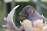 wye niemiecki, spinone italiano