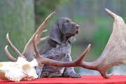 wye niemiecki, spinone italiano