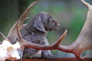 wye niemiecki, spinone italiano