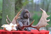 wye niemiecki, spinone italiano
