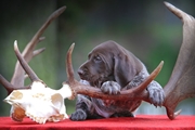 wye niemiecki, spinone italiano