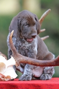 wye niemiecki, spinone italiano