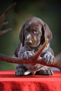 wye niemiecki, spinone italiano