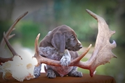 wye niemiecki, spinone italiano