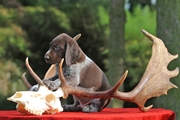 wye niemiecki, spinone italiano