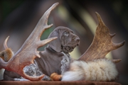 wye niemiecki, spinone italiano