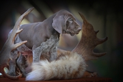 wye niemiecki, spinone italiano
