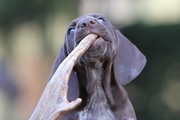 wye niemiecki, spinone italiano