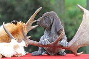 wye niemiecki, spinone italiano