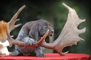wye niemiecki, spinone italiano