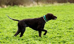 wye niemiecki, spinone italiano