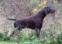 wye niemiecki, spinone italiano