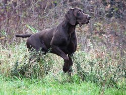 wye niemiecki, spinone italiano