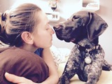 wye niemiecki, spinone italiano