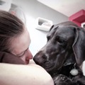 wye niemiecki, spinone italiano